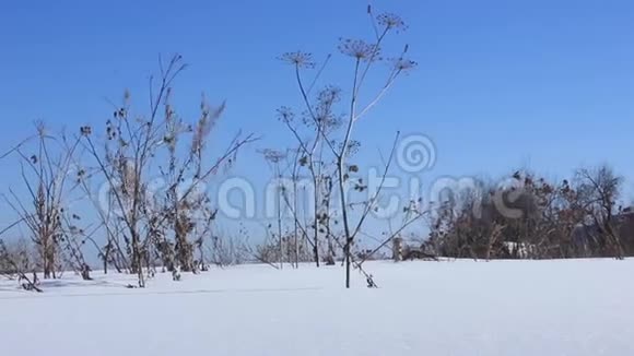 干草随风在雪中飞舞视频的预览图