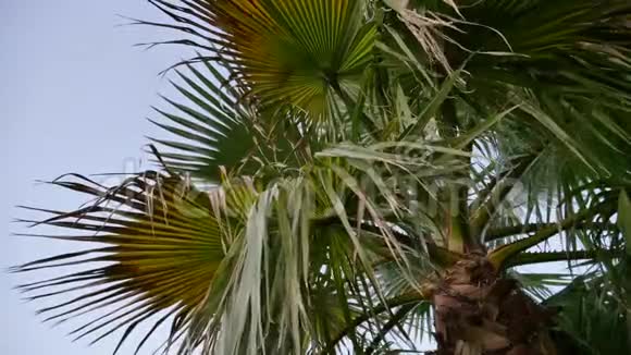 夏日夕阳下的棕榈树带着淡淡的风视频的预览图