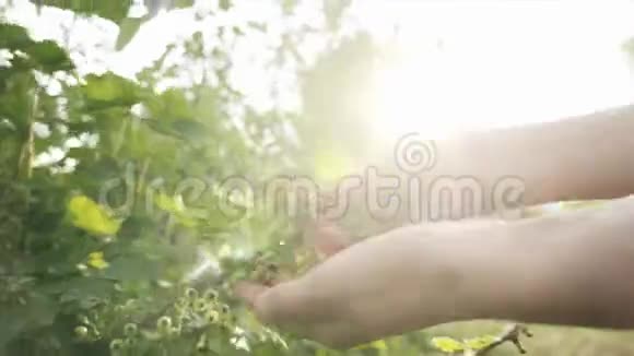 手农女孩在花园里检查未成熟的葡萄干的果实视频的预览图