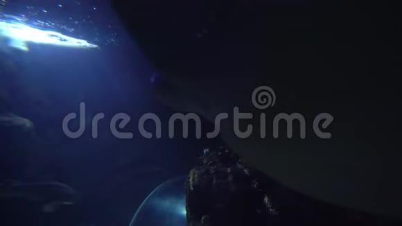 大型成年海龟在大型水族馆游泳视频的预览图