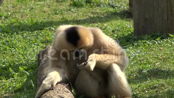 有趣的猴子在绿色的大自然中吃动物回头是为了隐私视频的预览图