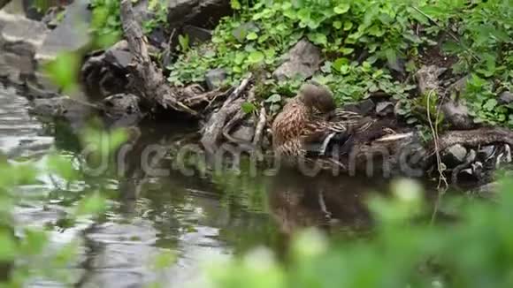 鸭子在岸边的水中清理羽毛视频的预览图