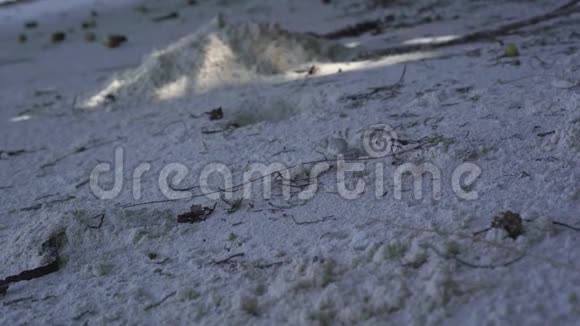 塞舌尔普拉斯林岛沙滩上的白色沙子靠近从树上掉下来的小木片美好的一天视频的预览图