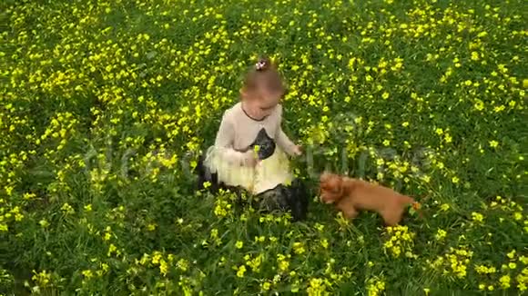 一个漂亮的女孩带着一只小狗在黄色的田野采花视频的预览图