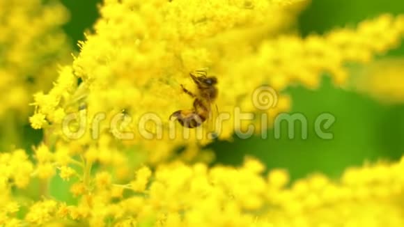 在黄花上更近一步看蜜蜂视频的预览图
