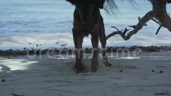 塞舌尔普拉斯林岛可爱的滑稽狗在沙滩上挖了一个洞动物在那里玩得很开心视频的预览图