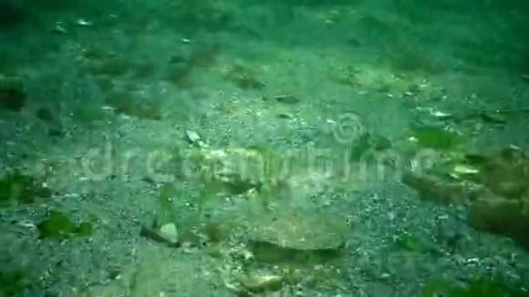 幼鱼比目鱼喀尔干伪装在海底的沙地上模仿伪装视频的预览图