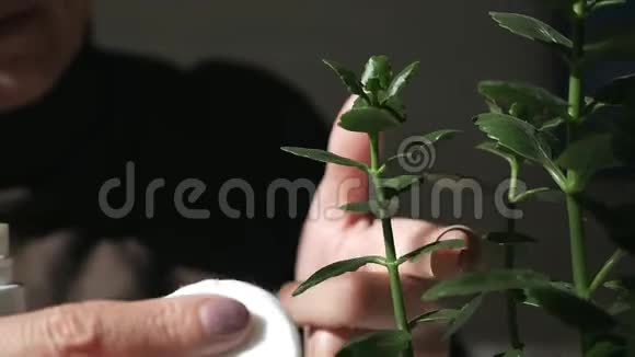 女人的手在家里照料植物擦去花朵上的灰尘视频的预览图