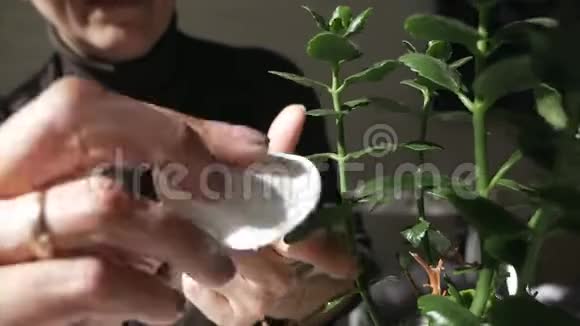 女人的手在家里照料植物擦去花朵上的灰尘视频的预览图