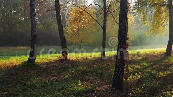 早晨的阳光透过秋天雾蒙的森林中的树木照亮视频的预览图