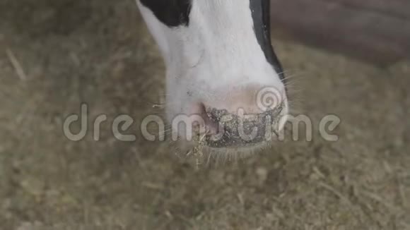 站在谷仓里咀嚼干草或饲料的牛脸的特写视频的预览图
