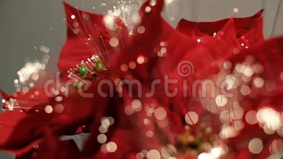 红色圣诞星与五颜六色的波克视频的预览图
