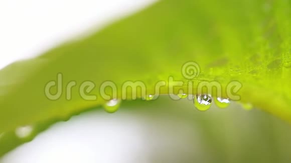 水滴在热带叶子下面视频的预览图