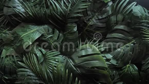 抽象的纹理接近新鲜的异国情调热带绿色新鲜卷曲的叶子在幻想的黑暗森林雨林丛林视频的预览图
