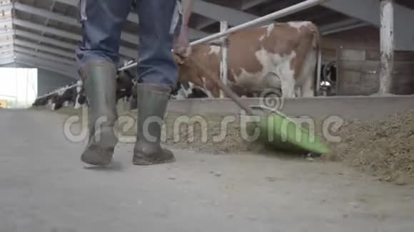 牛场上穿着橡胶靴的一个面目全非的男人的腿把干草铲到奶牛特写上农业工业农业视频的预览图
