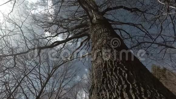 春天和云彩中的老橡树时光流逝视频的预览图