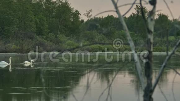 透过干树的树枝在森林湖上观赏野生天鹅视频的预览图
