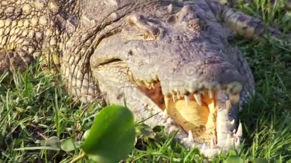 鳄鱼头野生动物园非洲视频的预览图