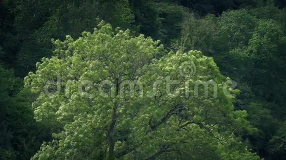 风中的树在森林背景下视频的预览图