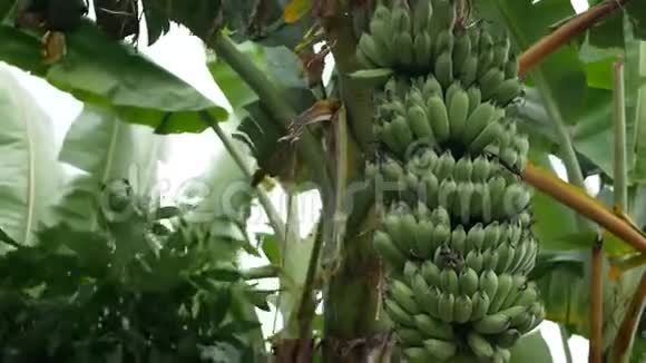 一束香蕉在树上迎风摇曳视频的预览图