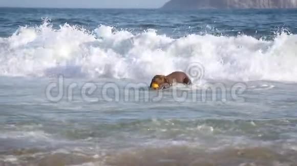 狗在沙滩上奔跑视频的预览图