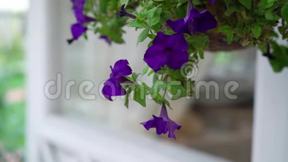 紫色或紫色矮牵牛花花园视频的预览图