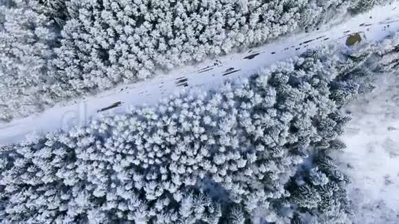 道路穿冬林鸟瞰动作白雪覆盖的松树森林令人叹为观止视频的预览图