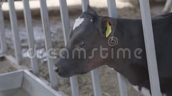 在农场的特写镜头上用耳朵上的标记侧视黑白小牛农业农业和动物视频的预览图