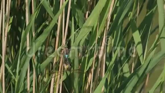 春天的蜻蜓蜜月视频的预览图