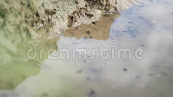青蛙蝌蚪在沼泽中游泳的选择性聚焦视频的预览图