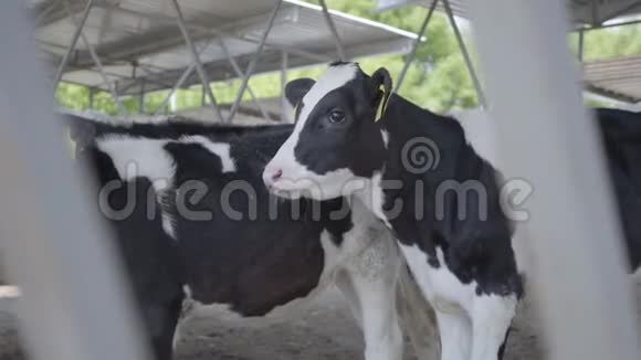 漂亮整洁的奶牛站在农场的鸟舍里现代农场谷仓挤牛奶吃干草牛视频的预览图