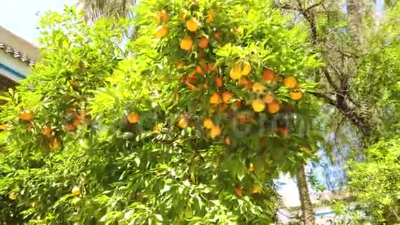 4K视频橘子挂在树上阳光透过树枝照射它在摩洛哥非洲视频的预览图