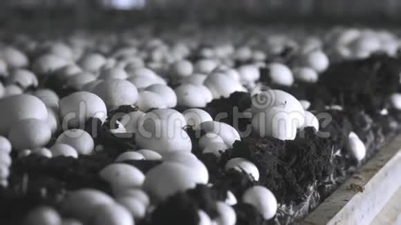 蘑菇生产种植香菜蘑菇的床新鲜的山茱萸蘑菇准备装配视频的预览图