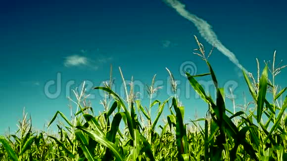 栽培农田种植的绿色玉米植株平面痕迹视频的预览图