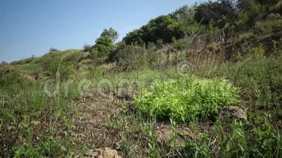 河口海岸的野草植被视频的预览图