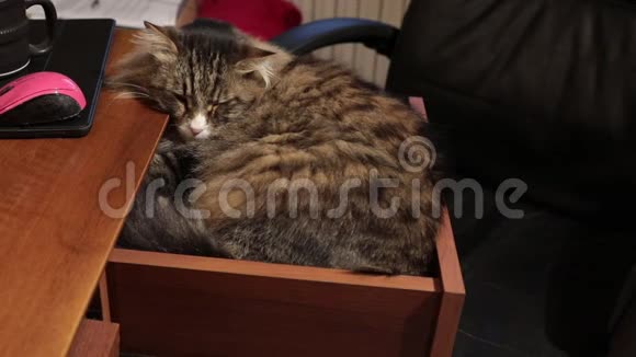 睡在书桌抽屉里的西伯利亚猫享受着爱抚和拥抱视频的预览图