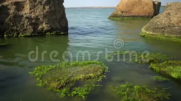 河口的海岸有绿藻污染的石头视频的预览图