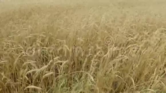 成熟小麦的田小麦穗粒摇风谷物收获在夏天成熟农业视频的预览图