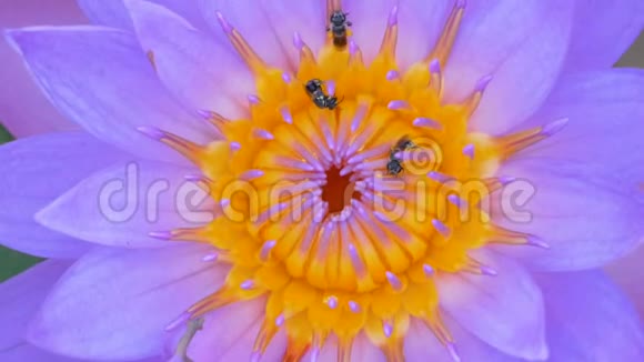 紫水百合花粉上的特写蜜蜂视频的预览图