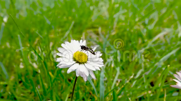 蜜蜂在公园里的白色雏菊花上飞翔春季自然慢动作视频视频的预览图