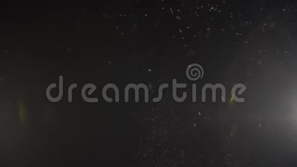 漂浮的透明灰尘兔子在黑色的背景上闪闪发光视频的预览图