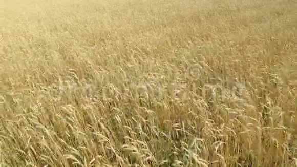 成熟小麦的田小麦穗粒摇风谷物收获在夏天成熟农业视频的预览图