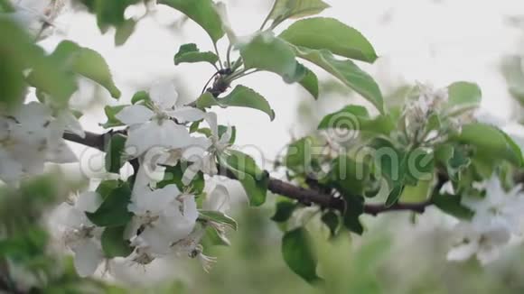 一棵开花的苹果树的枝条视频的预览图