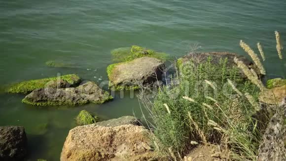 河口的海岸有绿藻污染的石头视频的预览图