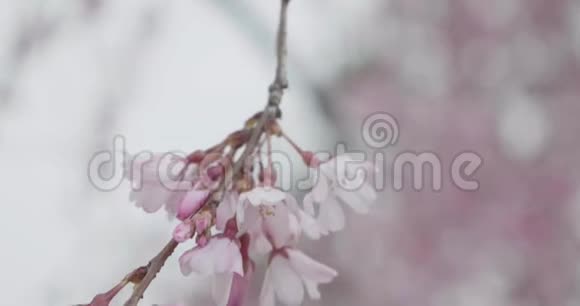 日本樱花盛开季节樱花枝上开着漂亮的粉红色樱花视频的预览图