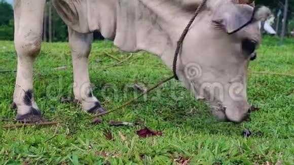 牛在田里放牧奶牛放牧奶牛吃草视频的预览图