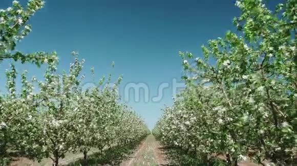 苹果树下地面上的一大群绿苹果视频的预览图
