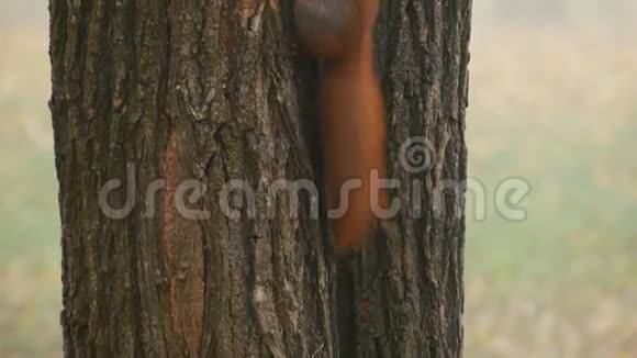 可爱的红松鼠挂在树上看着镜头关门视频的预览图