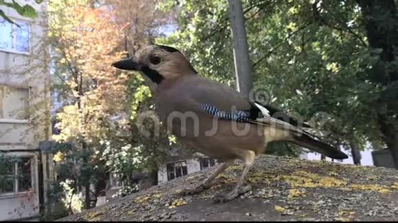 鸟在一个住宅庭院里扭过头视频的预览图