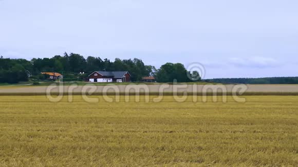 美丽的自然景观与黑麦田收获一半的蓝天和白云背景瑞典视频的预览图